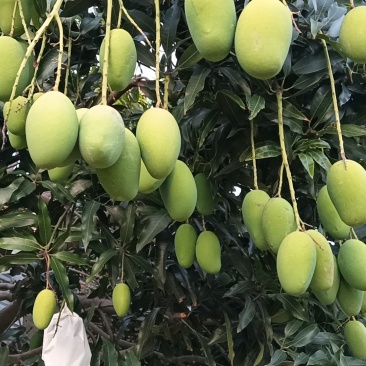 攀枝花椰香芒果一件发