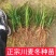 川麦冬种苗批发零售基地现挖现发新鲜免修剪扎把发货