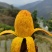 攀枝花椰香芒果十斤一件发