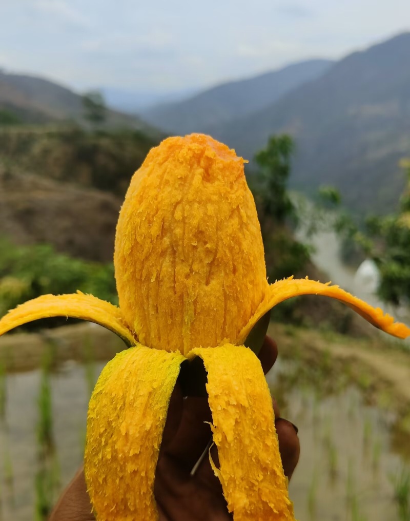 攀枝花椰香芒果十斤一件发