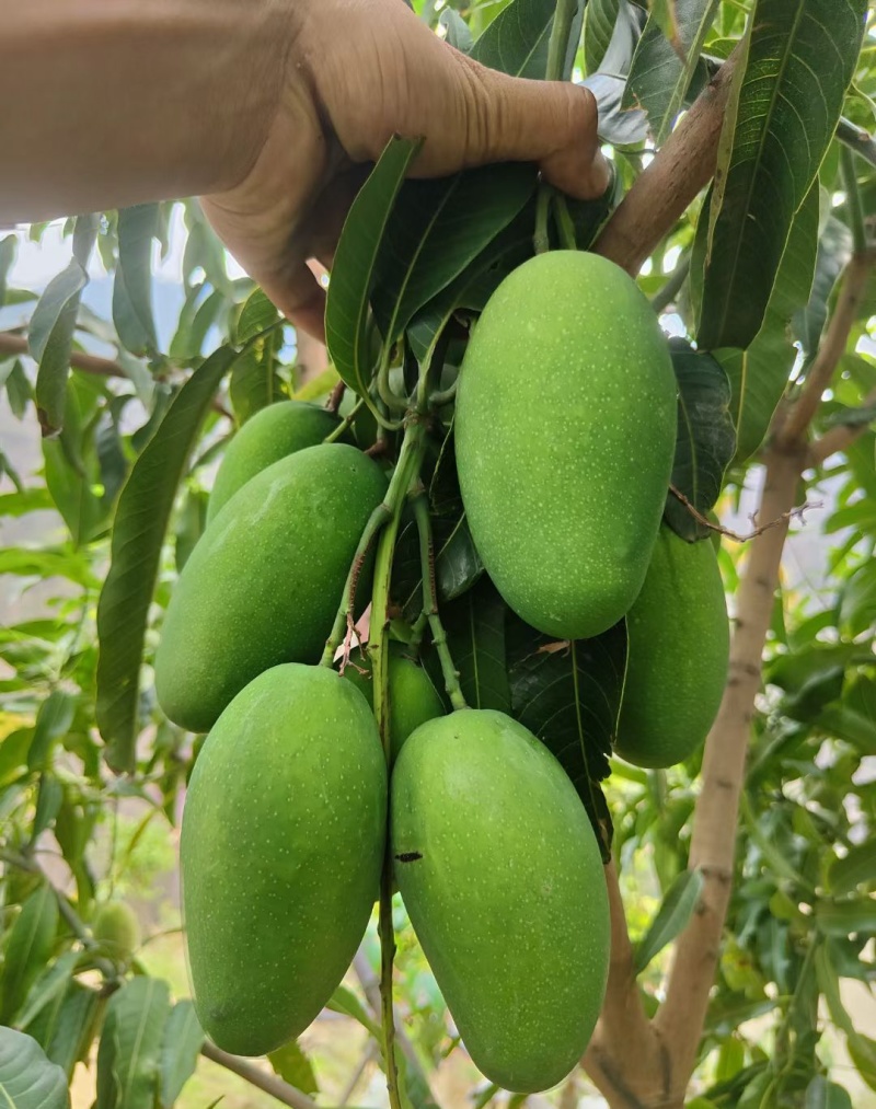 攀枝花椰香芒果十斤一件发