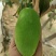 攀枝花椰香芒果十斤一件发