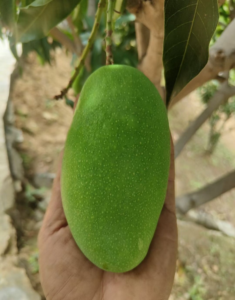 攀枝花椰香芒果十斤一件发