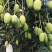 攀枝花椰香芒果十斤一件发