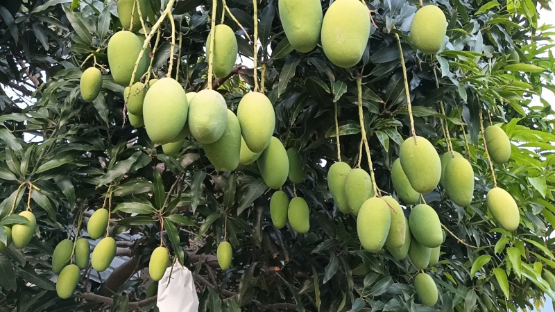 攀枝花椰香芒果十斤一件发