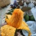 攀枝花椰香芒果十斤一件发
