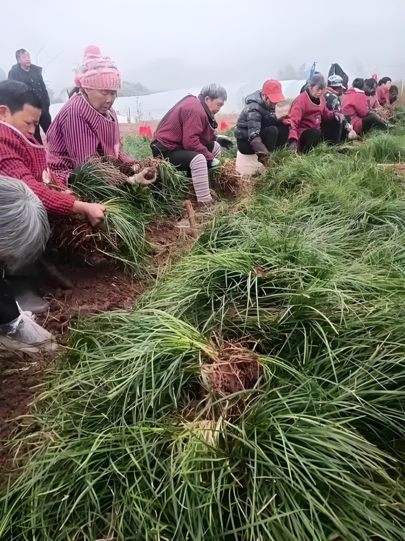 川麦冬种苗批发零售基地现挖现发新鲜免修剪扎把发货