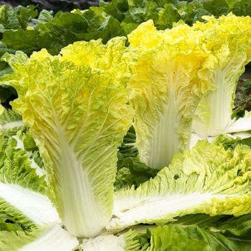 精品鸡蛋黄黄心大白菜种子高产抗抽苔南韩春秋农用大田种蔬菜