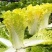 精品鸡蛋黄黄心大白菜种子高产抗抽苔南韩春秋农用大田种蔬菜
