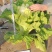精品鸡蛋黄黄心大白菜种子高产抗抽苔南韩春秋农用大田种蔬菜