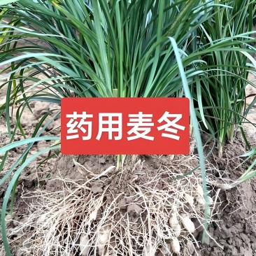 川麦冬种苗四川批发现挖现发新鲜批发零售