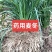 川麦冬种苗四川批发现挖现发新鲜批发零售