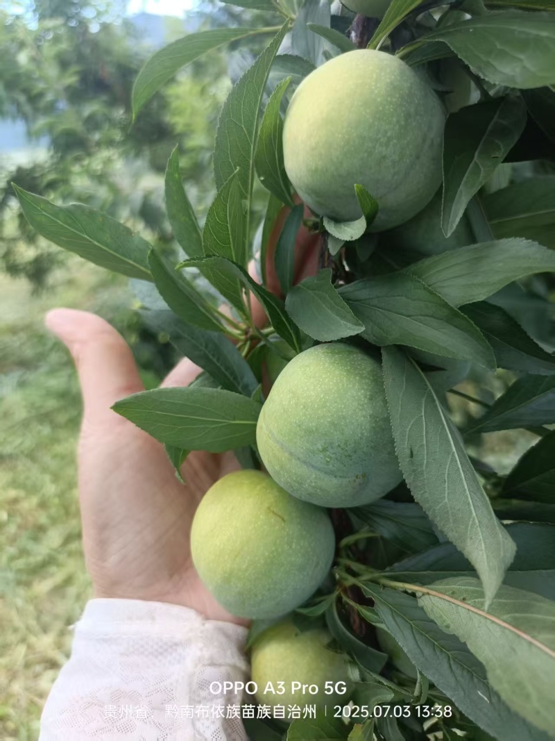 冰脆李即将上市