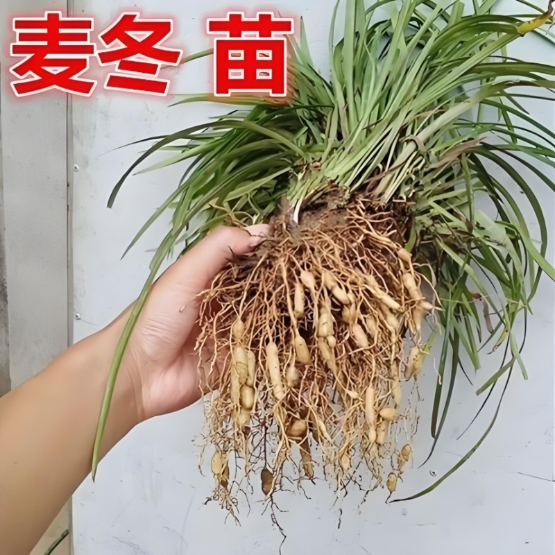 川麦冬种苗四川批发现挖现发新鲜批发零售