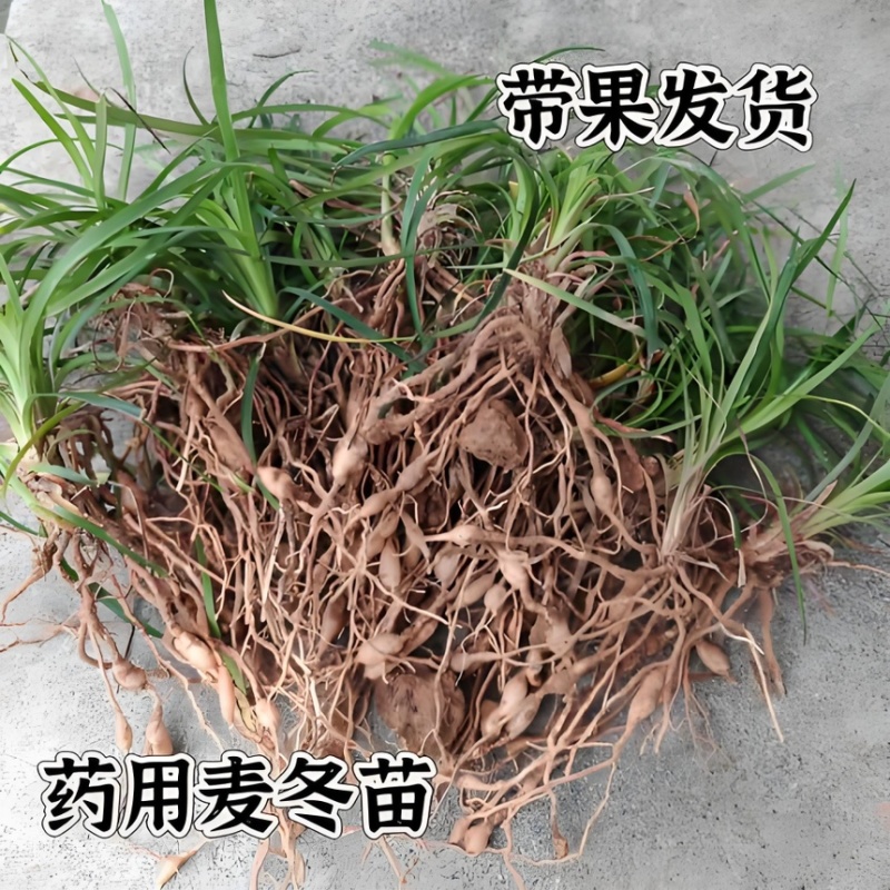 川麦冬种苗四川批发现挖现发新鲜批发零售