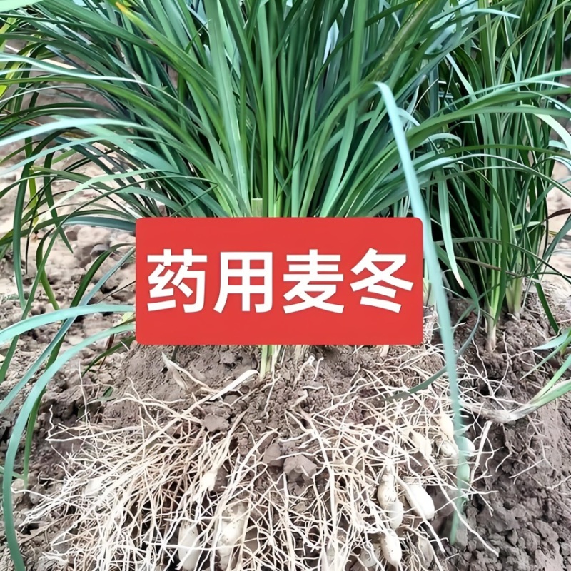 川麦冬种苗四川批发现挖现发新鲜批发零售