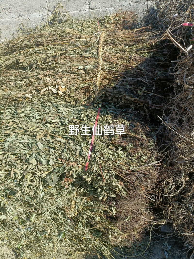 野生仙鹤草