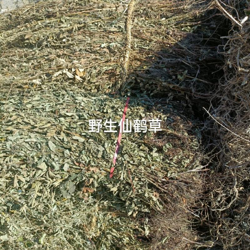 野生仙鹤草