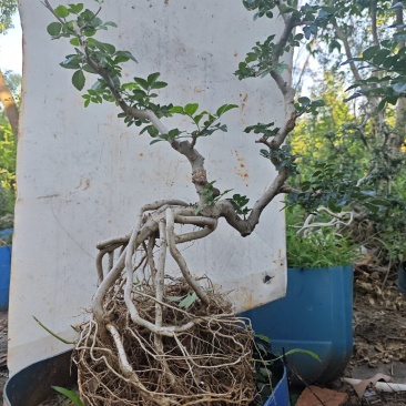 园林示范基地，桂花，枫树，白蜡，各种树木白菜价便宜处理了