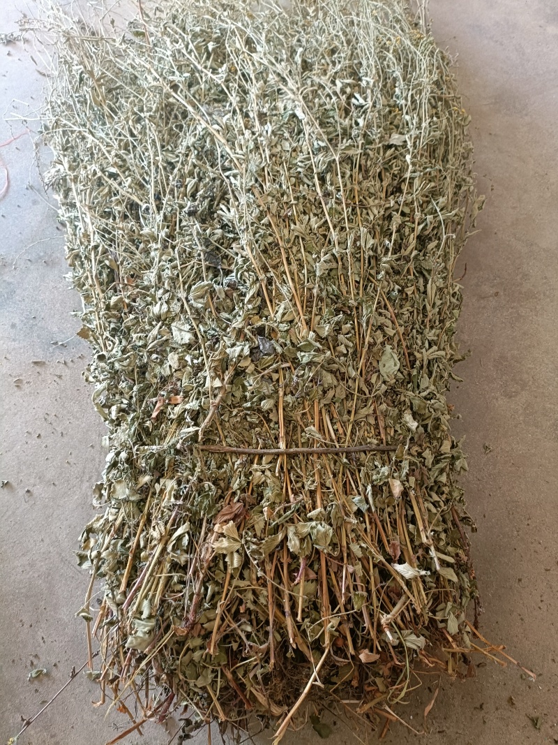 野生仙鹤草