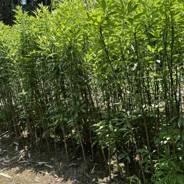 峨眉山珍珠李子苗插苗免嫁接高产量