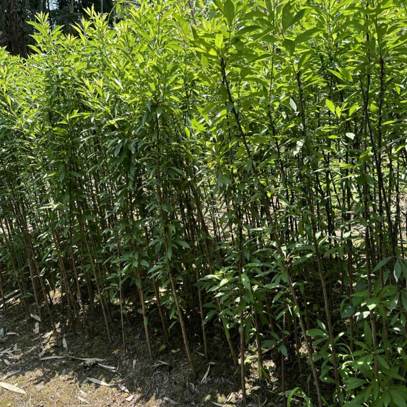 峨眉山珍珠李子苗插苗免嫁接高产量