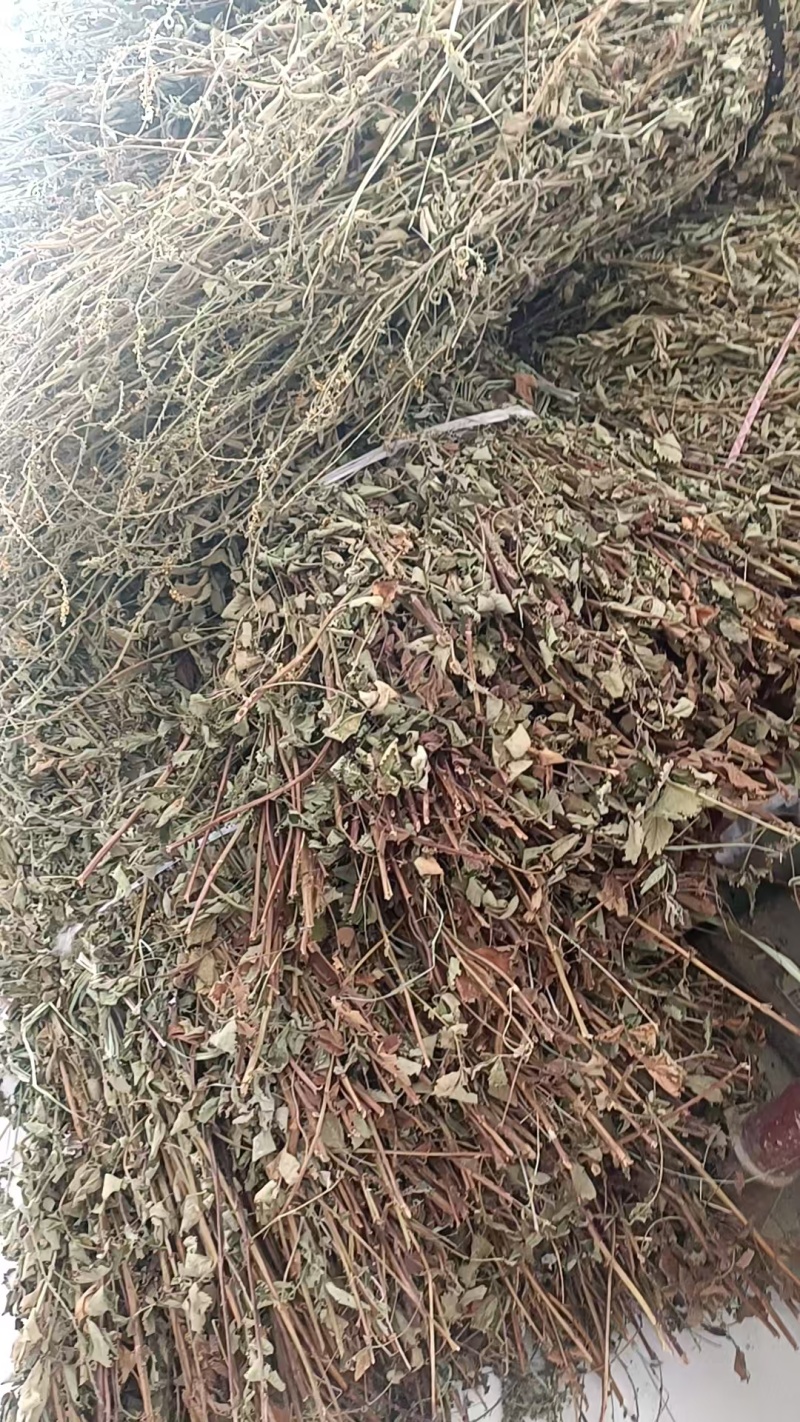 野生仙鹤草