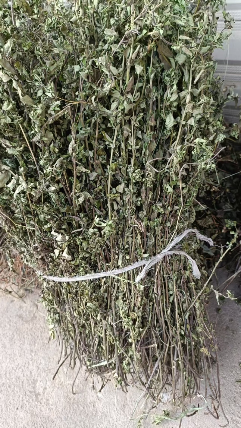 野荆芥