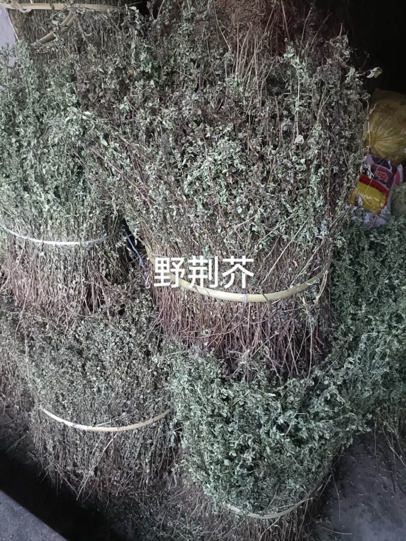 野荆芥