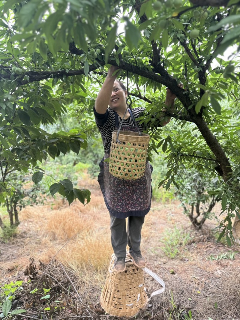 峨眉山珍珠李子苗插苗免嫁接高产量