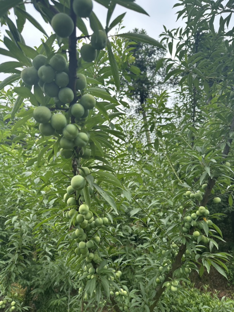 峨眉山珍珠李子苗插苗免嫁接高产量