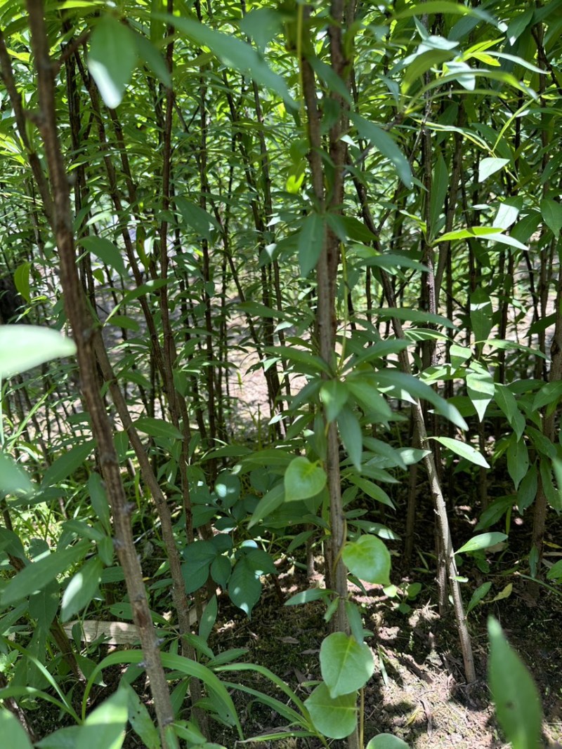 峨眉山珍珠李子苗插苗免嫁接高产量