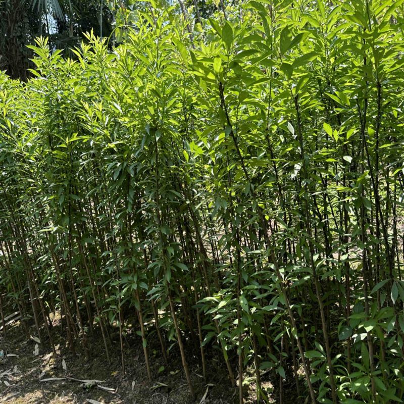 峨眉山珍珠李苗子批发零售插苗高产免嫁接