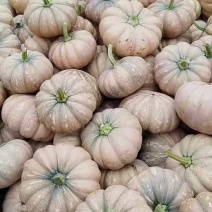 花生南瓜和204都有现货