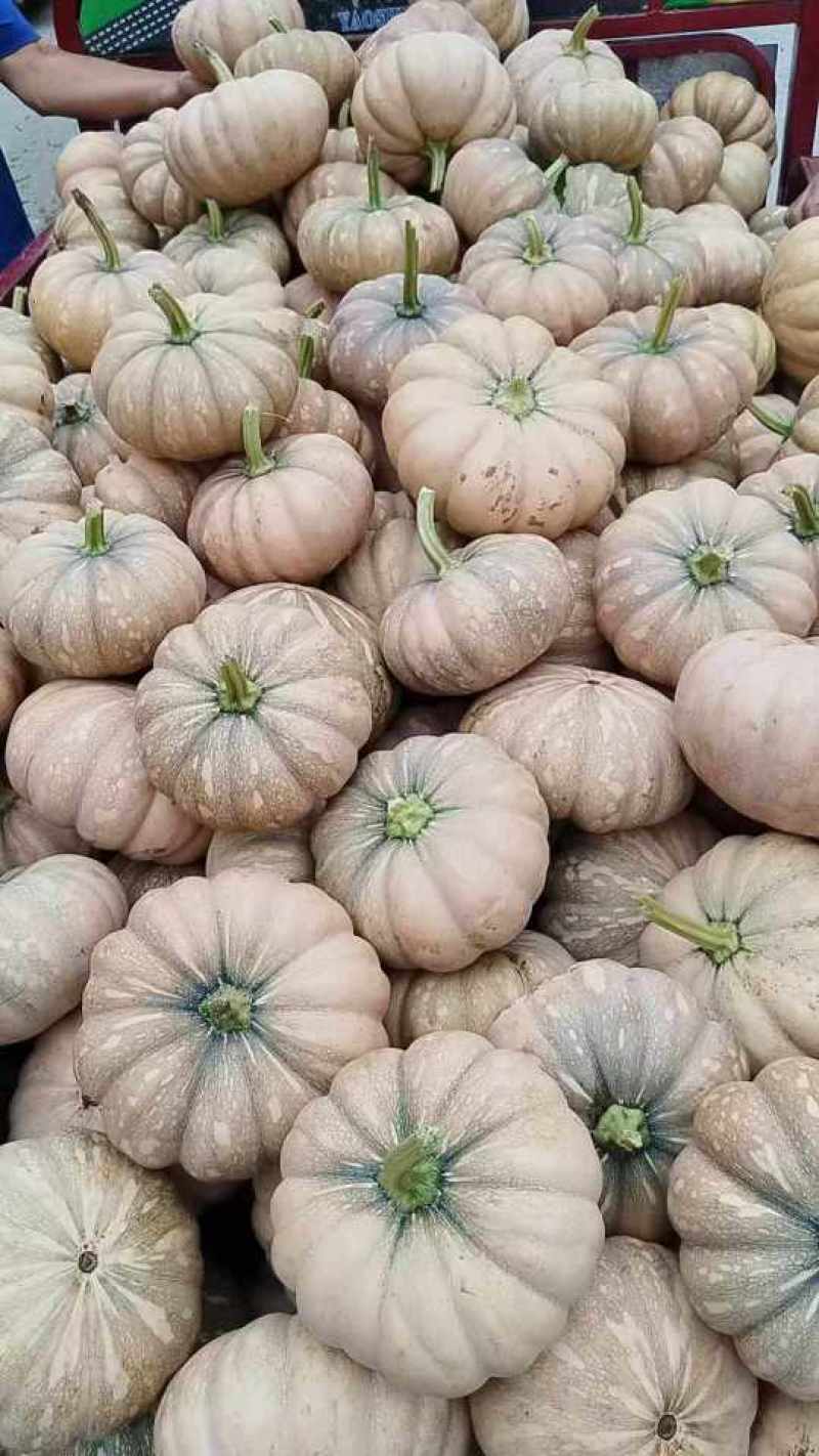 花生南瓜和204都有现货