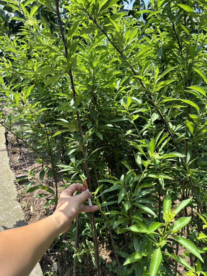 峨眉山珍珠李苗子批发零售插苗高产免嫁接