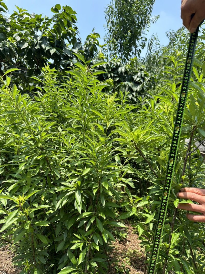 峨眉山珍珠李苗子批发零售插苗高产免嫁接