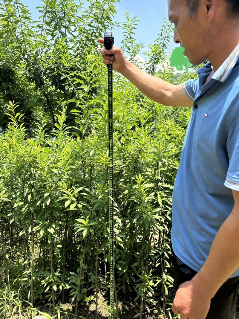 峨眉山珍珠李苗子批发零售插苗高产免嫁接