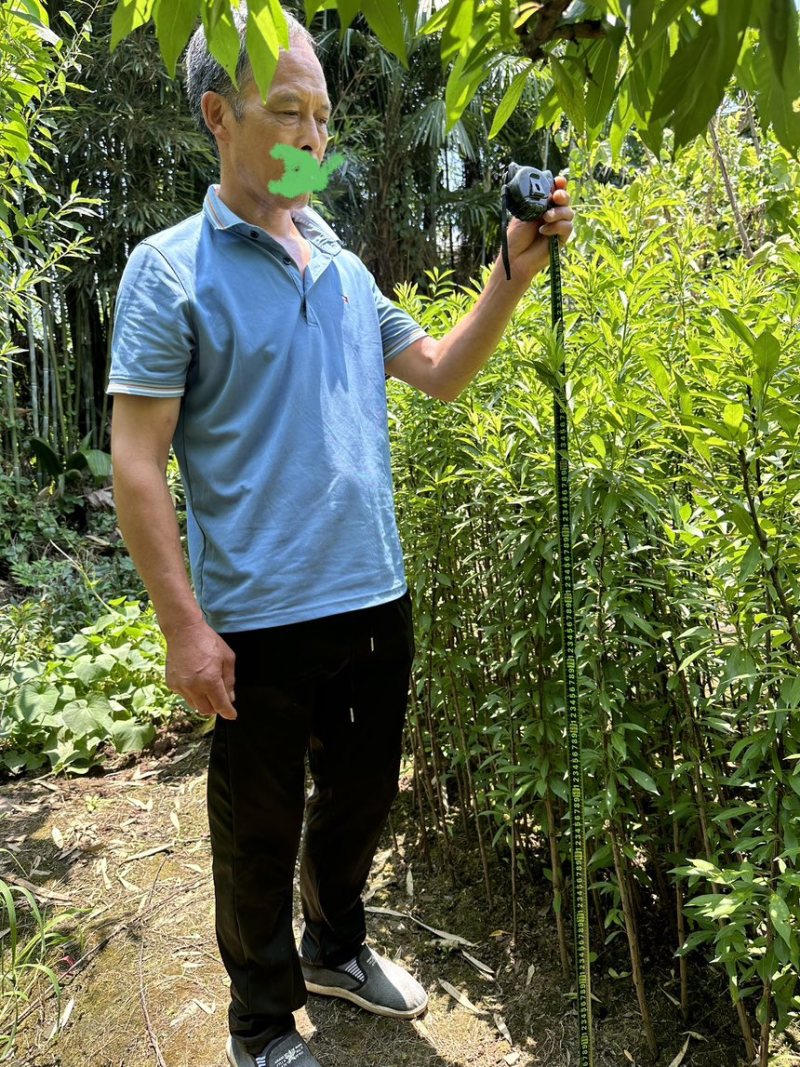 峨眉山珍珠李苗子批发零售插苗高产免嫁接
