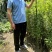 珍珠李子苗峨眉山应季水果高产量插苗免嫁接