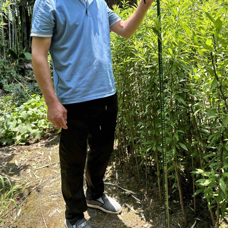珍珠李子苗峨眉山应季水果高产量插苗免嫁接