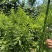 珍珠李子苗峨眉山应季水果高产量插苗免嫁接
