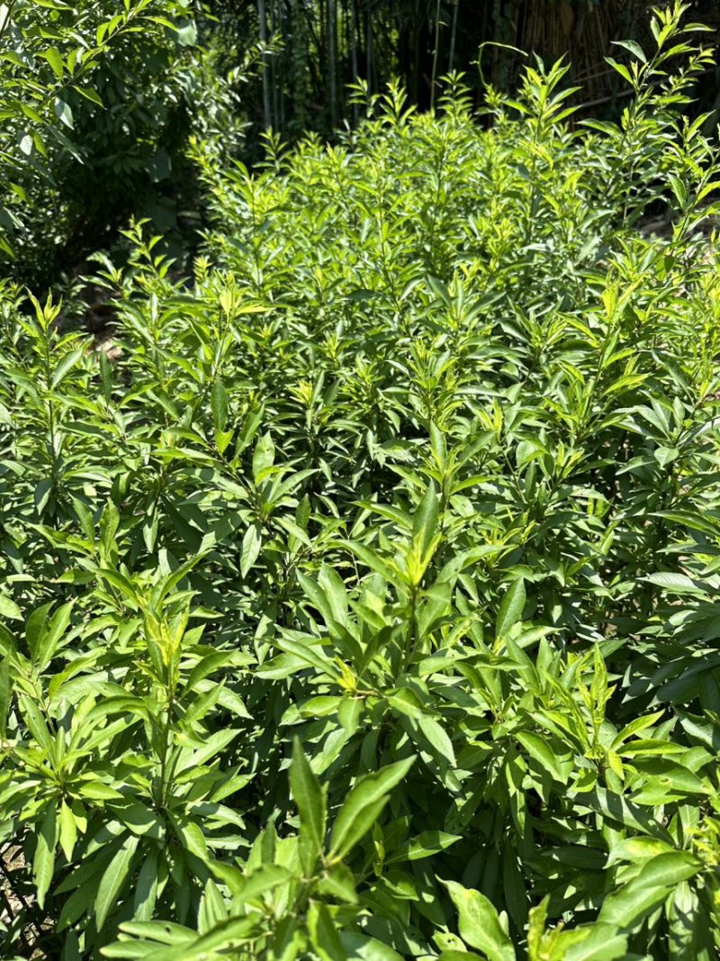 珍珠李子苗峨眉山应季水果高产量插苗免嫁接