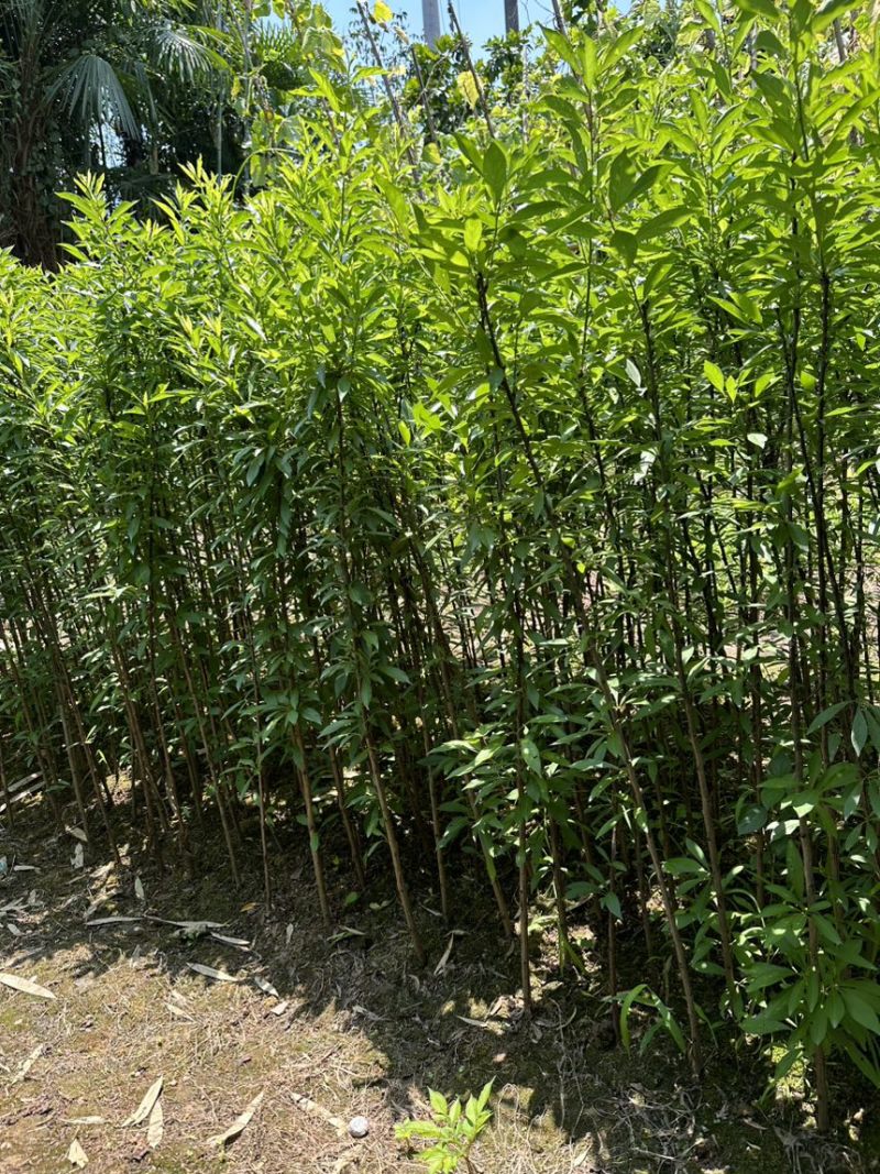 珍珠李子苗峨眉山应季水果高产量插苗免嫁接