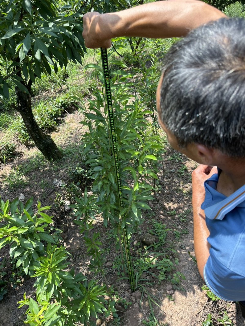 珍珠李子苗峨眉山应季水果高产量插苗免嫁接