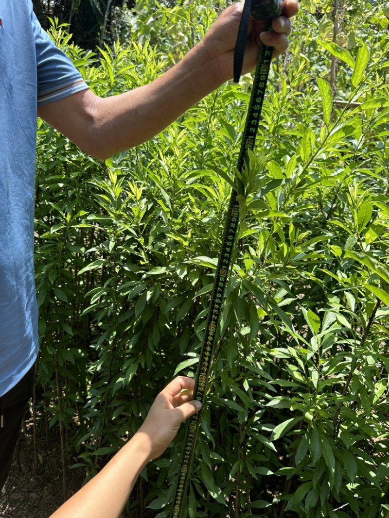 珍珠李子苗峨眉山应季水果高产量插苗免嫁接