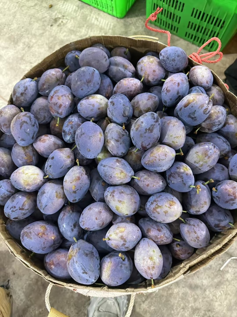 批发西梅李大量上市，量大的老板联系法兰西，