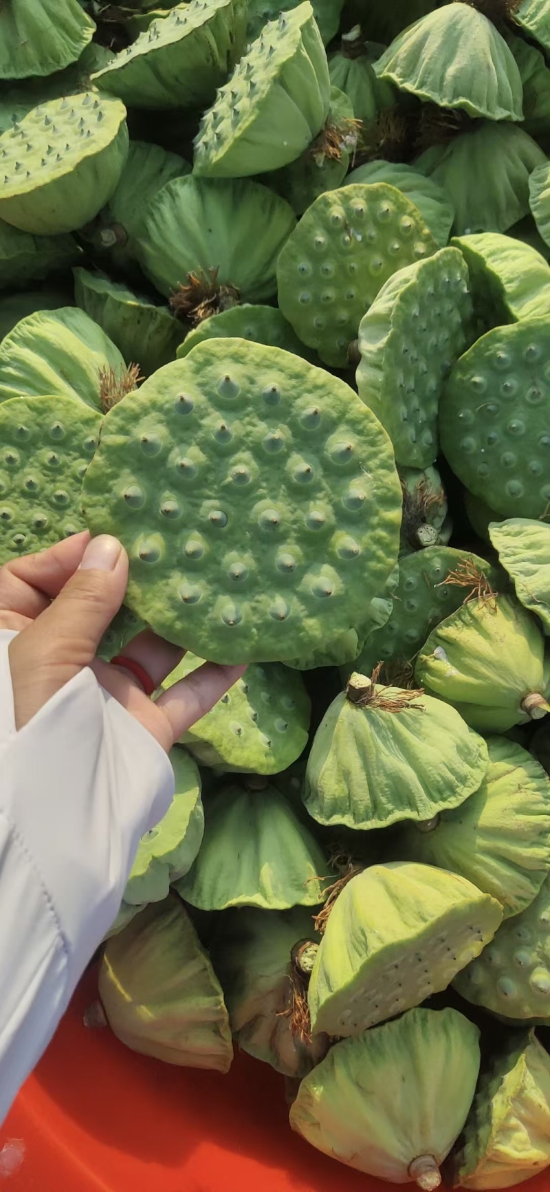水果莲蓬脆甜可口