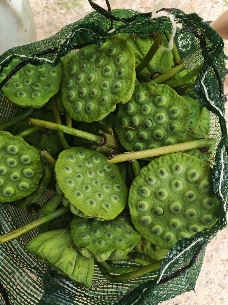 水果莲蓬脆甜可口