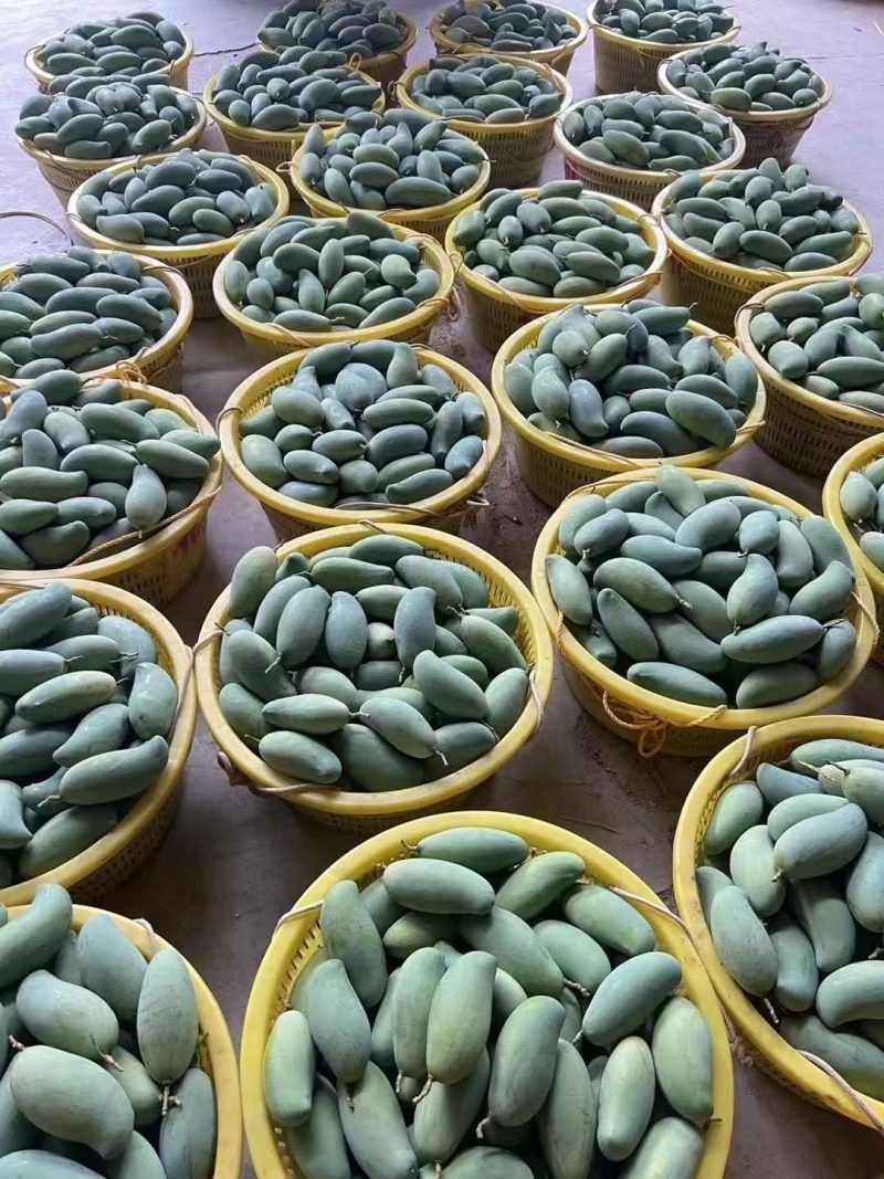 桂七芒果产地发货新鲜采摘一级大果礼盒装全国供应链各种电商平